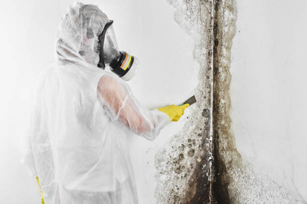 Best Mold Testing  in Newaygo, MI