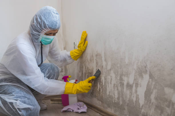 Attic Mold Removal in Newaygo, MI