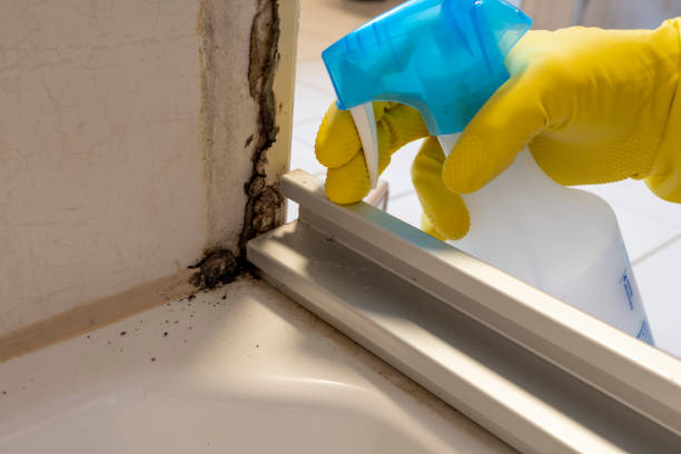 Best Mold Damage Repair  in Newaygo, MI