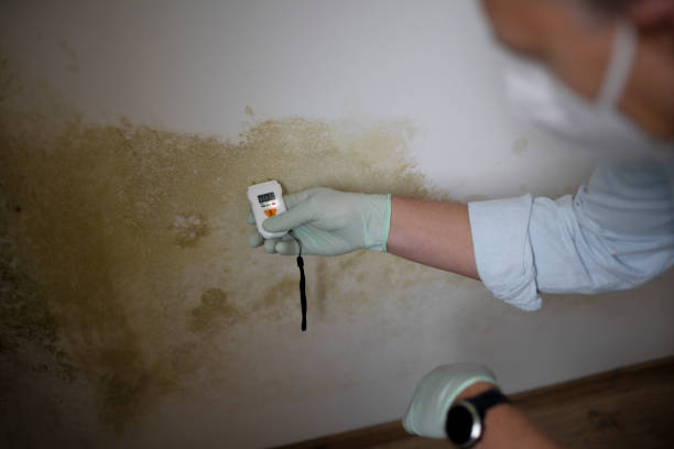 Best Mold Damage Repair  in Newaygo, MI