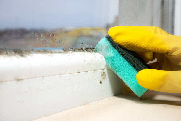 Best Toxic Mold Removal  in Newaygo, MI