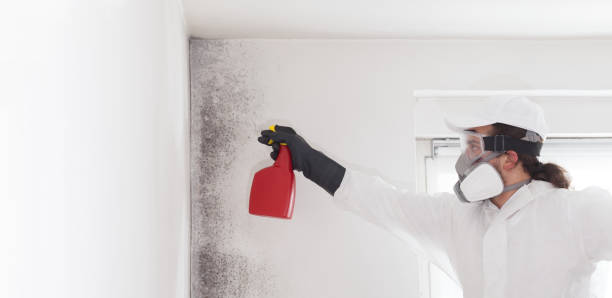 Best Mold Remediation  in Newaygo, MI