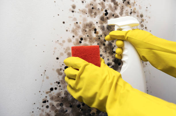 Best Mold Removal Specialists  in Newaygo, MI