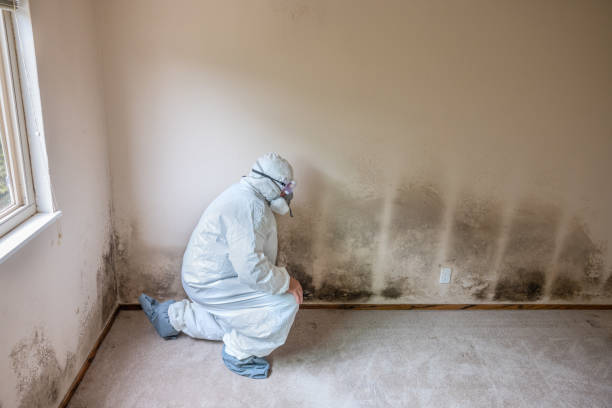 Best Emergency Mold Removal  in Newaygo, MI