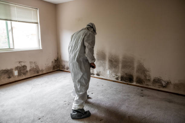 Best Mold Removal Company Near Me  in Newaygo, MI