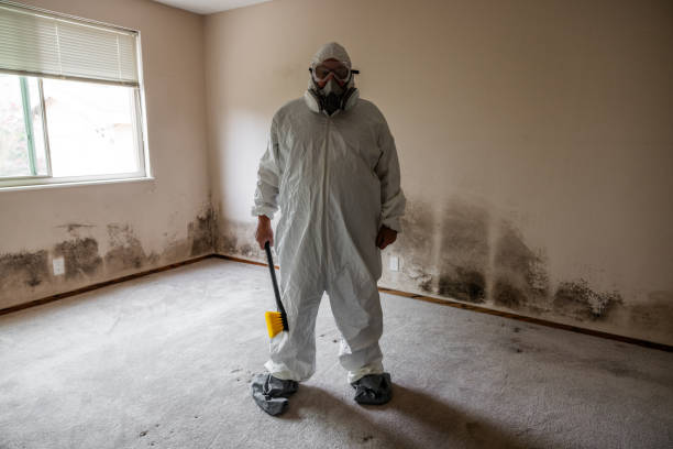 Best Mold Removal Company Near Me  in Newaygo, MI