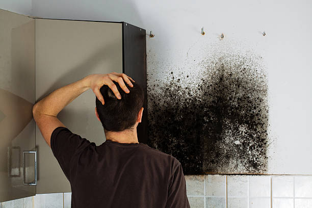 Mold Testing and Removal in Newaygo, MI